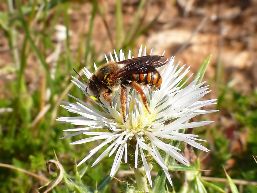 Un''apide coloratissima (Rhodanthidium sticticum).